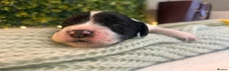 Sprocker dogs for sale: Ready NOW F1b Sprockers Health TESTED - 5* Breeder - Advert 12