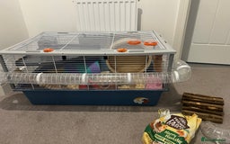Chinchilla rodents for sale: Hamster Syrian and Full set up!  - Image 3