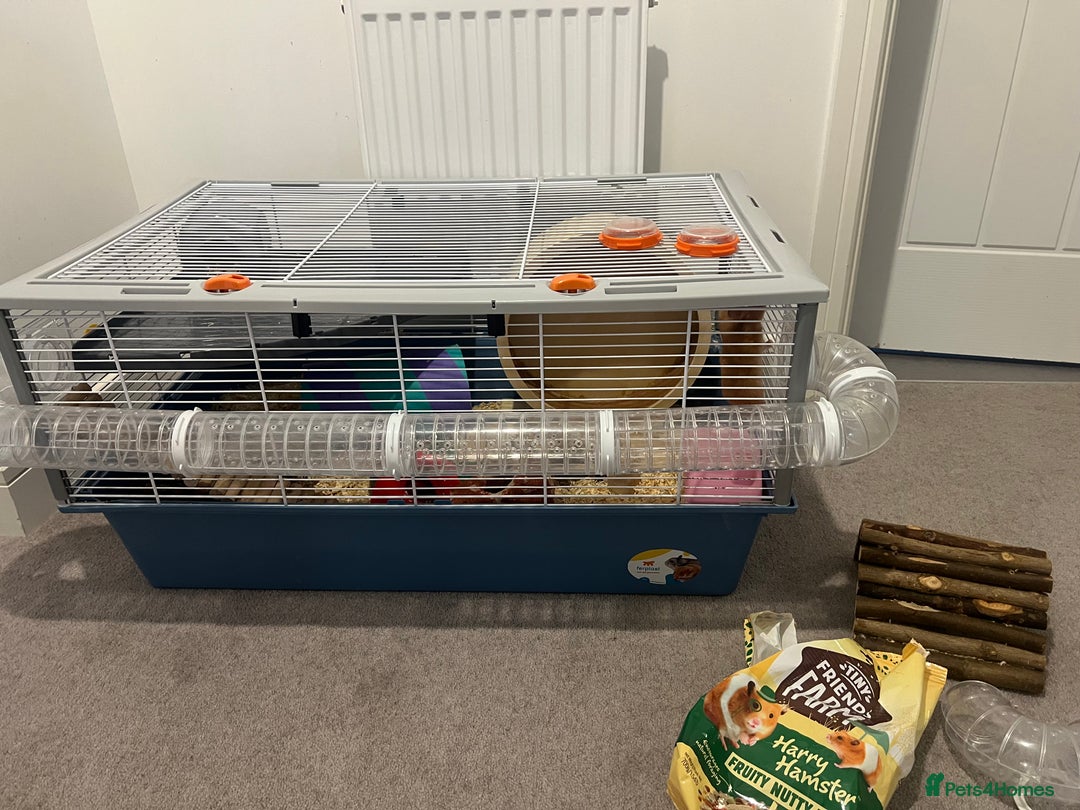Chinchilla rodents for sale: Hamster Syrian and Full set up!  - Image 3