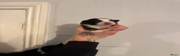 Miniature American Shepherd dogs for sale: ** 1 puppy left ** Mini American Shepherd Puppy - Advert 38