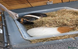 Guinea Pig rodents for sale: 2x male guinea pigs  - Advert 1