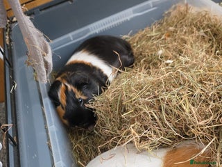 Guinea Pig rodents 2x male guinea pigs - Advert 1