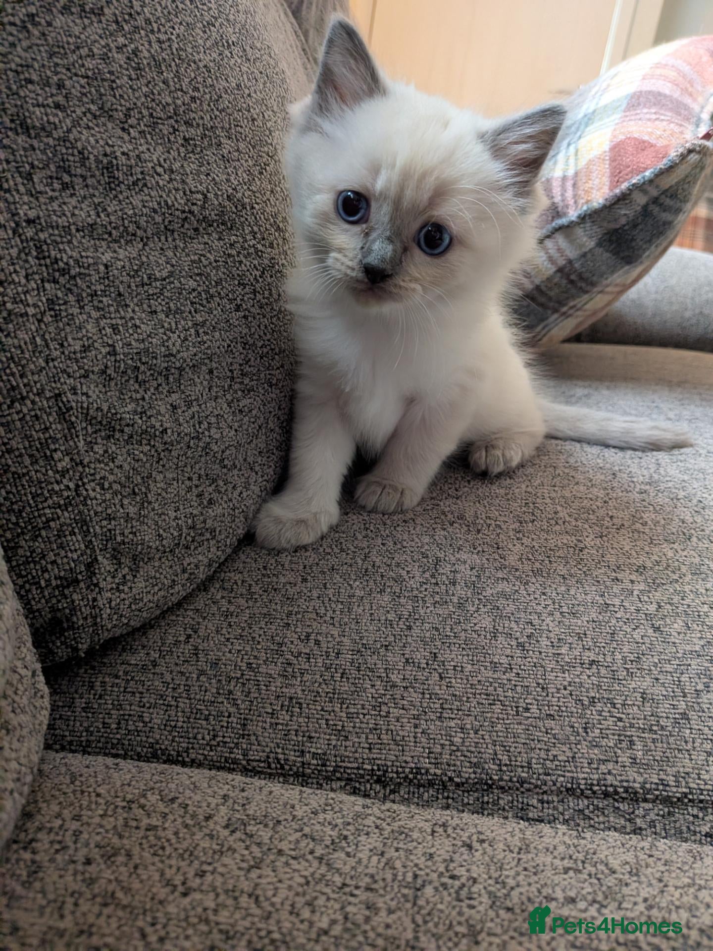Ragdoll cats ⭐ 3 beautiful ragdolls left 2 🩵 1 female 💜  - Advert 15