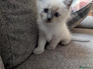 Ragdoll cats ⭐ 3 beautiful ragdolls left 2 🩵 1 female 💜 - Advert 15