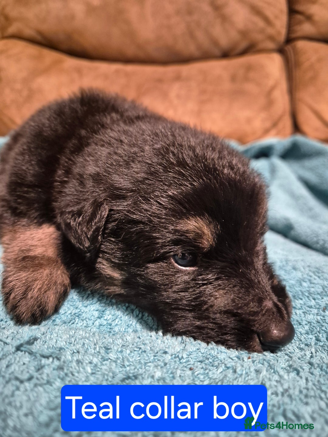 German Shepherd dogs for sale: KC German Shepherd Puppies Blue, White & Black/Tan - Image 14