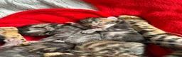 Bengal cats for sale: Beautiful Bengal Kittens – Ready for Loving Homes in Milton Keynes - Advert 6