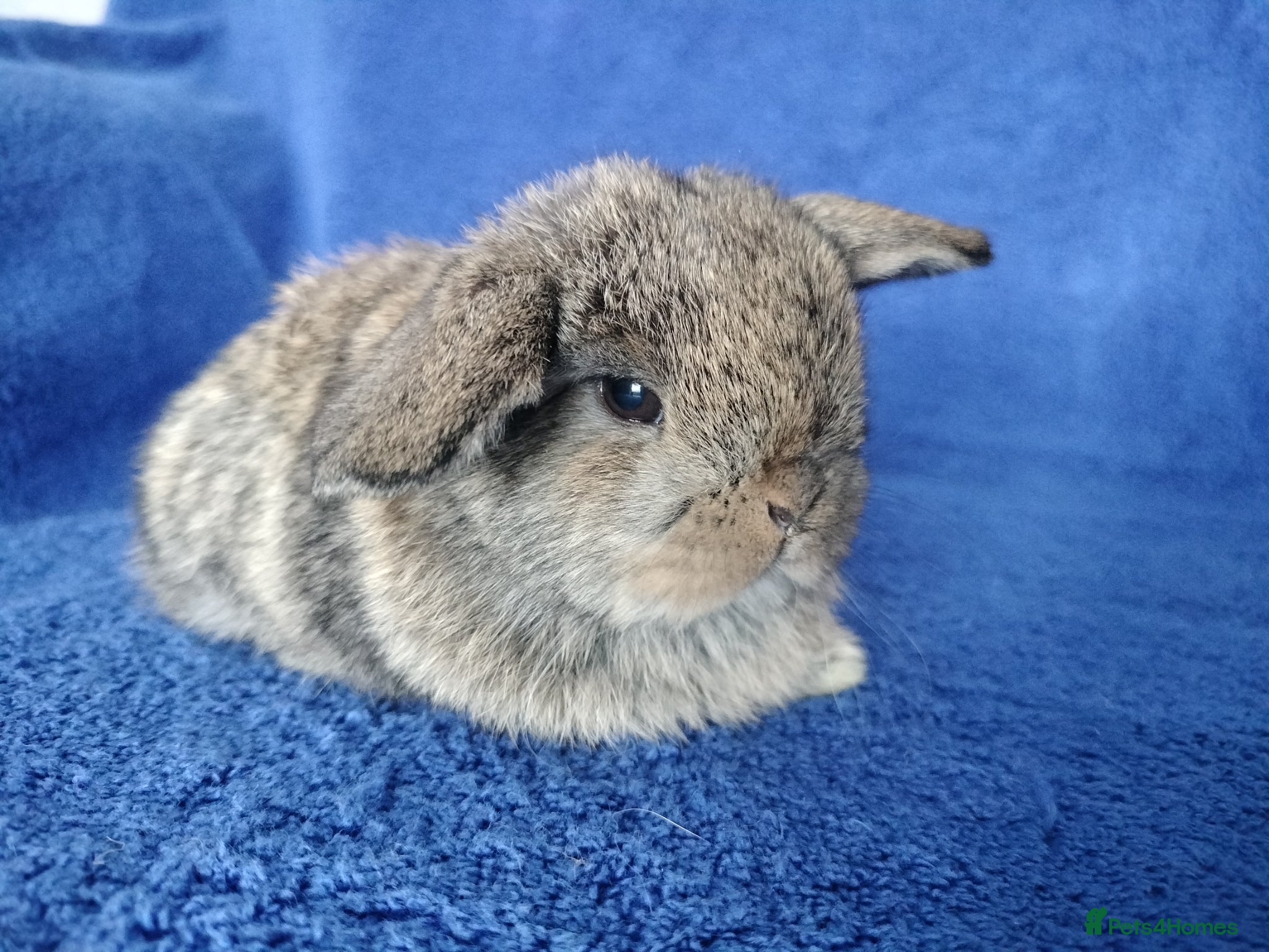Mini Lop rabbits Baby mini lops for sale  - Advert 17