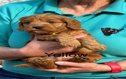 Cockapoo dogs for sale: F1 Toy Cockapoo’s in richest red ❤️ - Image 18