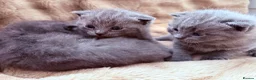British Shorthair cats for sale: British shorthair kittens  in Trowbridge - Advert 12
