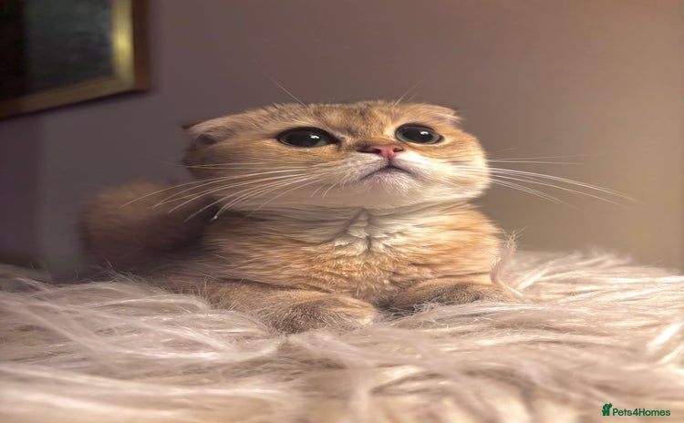 Scottish Fold cats - Advert 6
