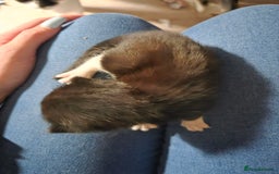 Mixed Breed cats for sale: 2 kittens for sale - Advert 3