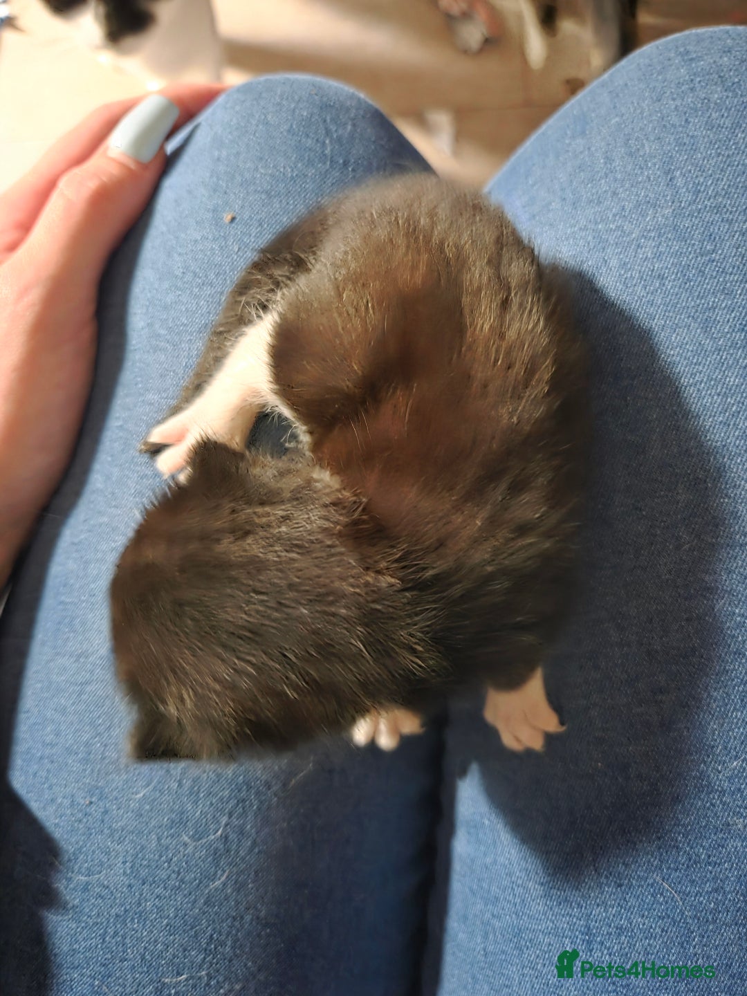 Mixed Breed cats for sale: 2 kittens for sale - Advert 3