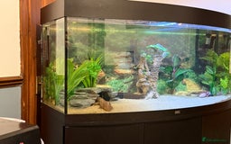 Axolotl reptiles for sale: 3 gorgeous and cute Male axolotls - Image 9