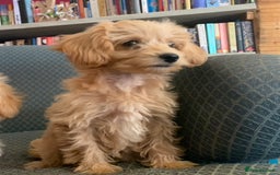Pomapoo dogs for sale:  beautiful Pomapoo puppies - Image 8