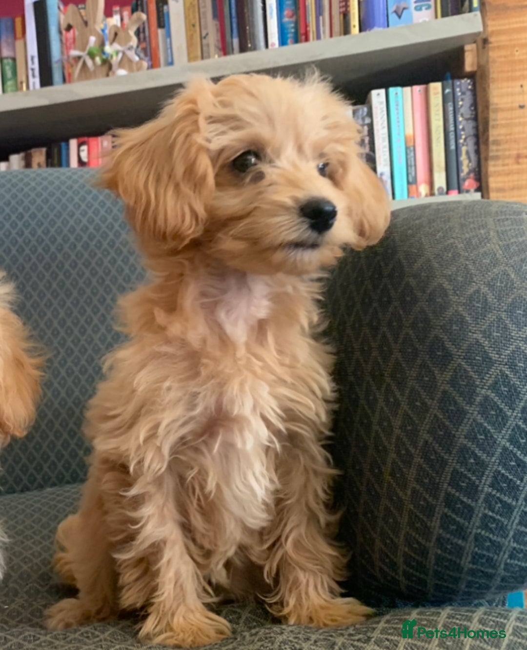 Pomapoo dogs for sale:  beautiful Pomapoo puppies - Image 8