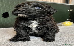 Portuguese Water Dog dogs for sale: Portuguese Water Dog Puppies For Sale - Image 6