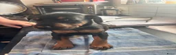 Dobermann dogs for sale: Beautiful Doberman puppues - Advert 12