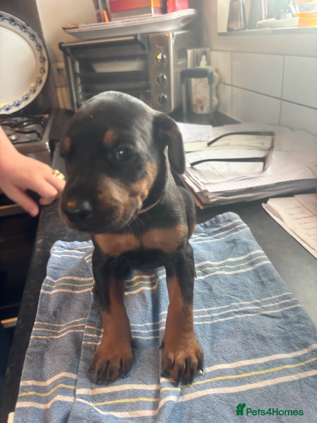 Dobermann dogs for sale: Beautiful Doberman puppues - Advert 2