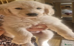 Golden Retriever dogs for sale: KC Registered Golden Retreiver Puppies  - Image 1