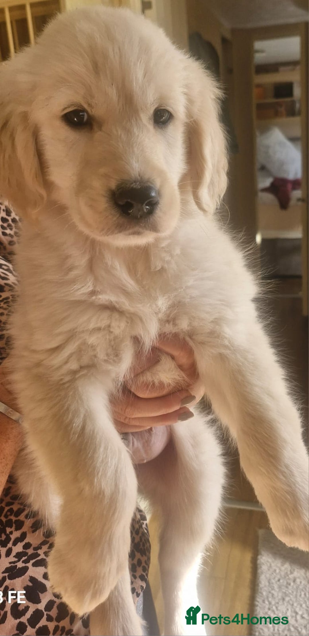 Golden Retriever dogs for sale: KC Registered Golden Retreiver Puppies  - Image 1