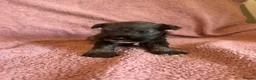 Miniature Schnauzer dogs for sale: Miniature schnauzer puppies  - Advert 12