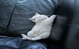 British Shorthair cats for sale: 4 Gorgeous chunky British shorthair kittens  - Image 11