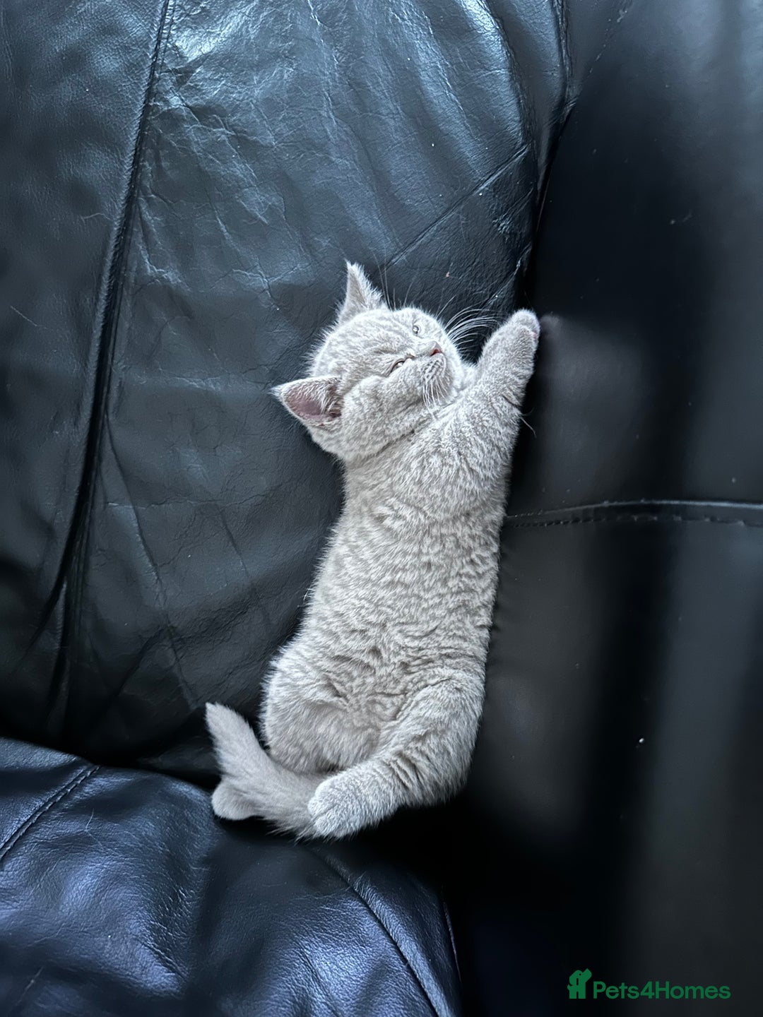British Shorthair cats for sale: 4 Gorgeous chunky British shorthair kittens  - Image 11