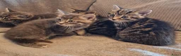 British Shorthair cats for sale: Beautiful Tabby and grey Tabby kittens  - Advert 5