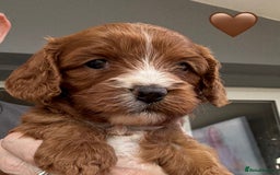 Cavapoo dogs for sale: Outstanding Red F1 cavapoo puppies H/C DNA CLEAR - Image 5