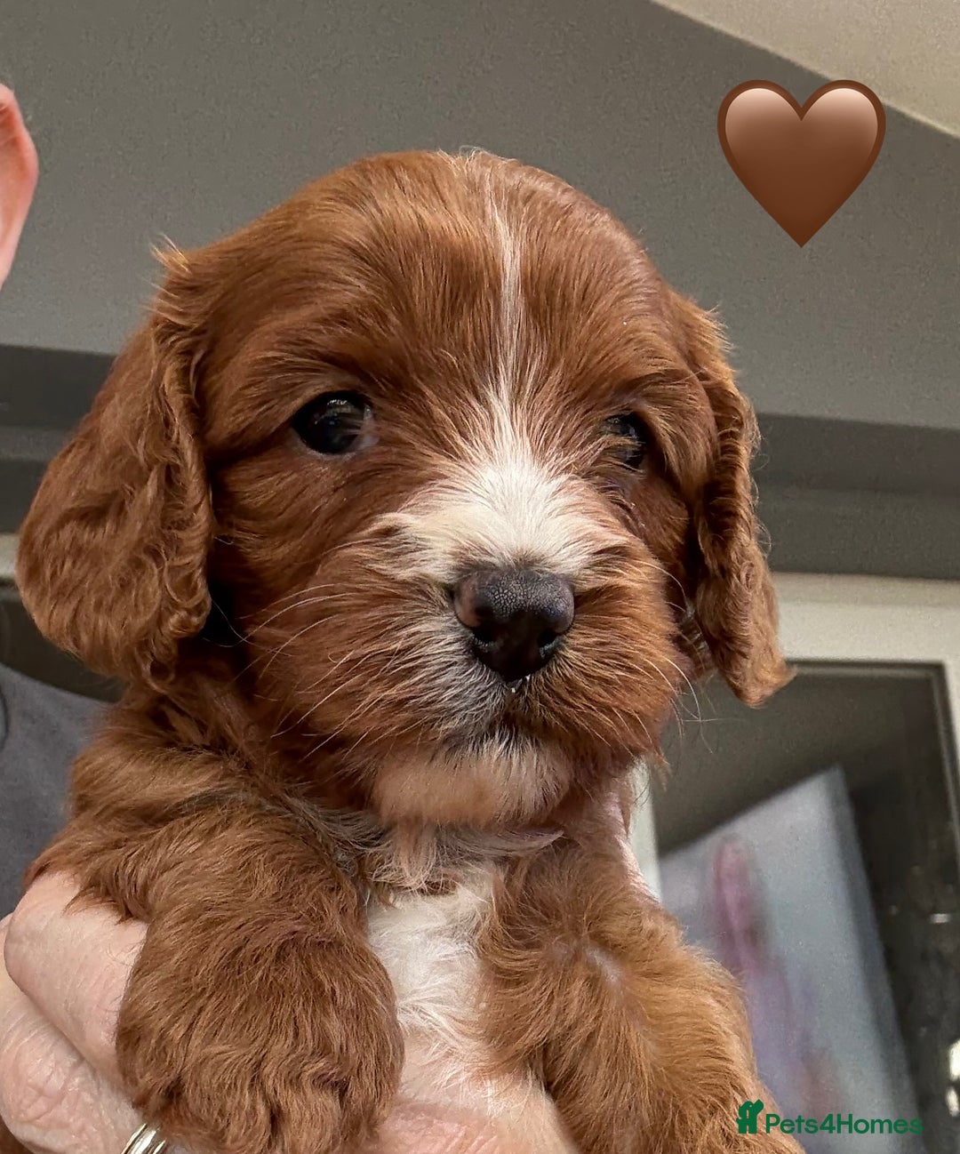 Cavapoo dogs for sale: Outstanding Red F1 cavapoo puppies H/C DNA CLEAR - Image 5