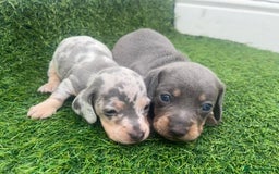 Miniature Dachshund dogs for sale: STUNNING KC REG MINIATURE DAPPLE DACHSHUNDS  - Image 8