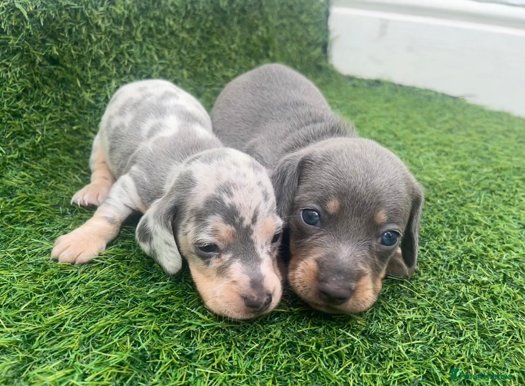 Miniature Dachshund dogs for sale: STUNNING KC REG MINIATURE DAPPLE DACHSHUNDS  - Image 8