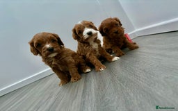 Cavapoo dogs for sale: F1 toy cavapoos health tested  - Image 7