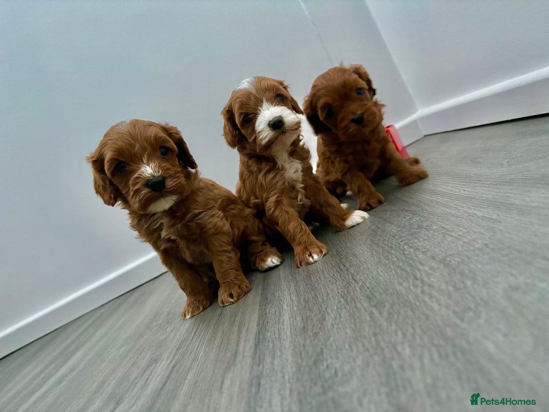 Cavapoo dogs for sale: F1 toy cavapoos health tested  - Image 7