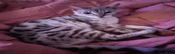 Bengal cats for sale: Beautiful seal lynx spotted bengal - Advert 3