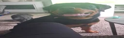 Rottweiler dogs for sale: STUNNING KC REGISTERED PUPPIES  - Advert 5