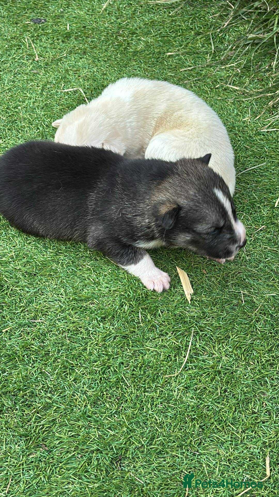 Siberian Husky dogs for sale: Husky  - Image 7