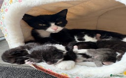 Domestic Shorthair cats for sale: Black and white kittens  - Image 8