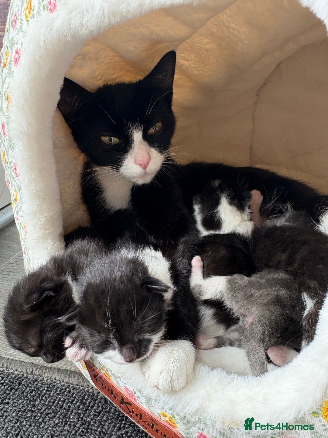 Domestic Shorthair cats for sale: Black and white kittens  - Image 8