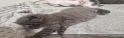 Domestic Shorthair cats for sale: 3 little princess and 3 little prince for sale  - Advert 10