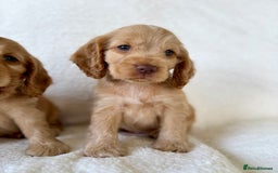 Cocker Spaniel dogs for sale: Show cockers kc registered simbawood lines - Image 1