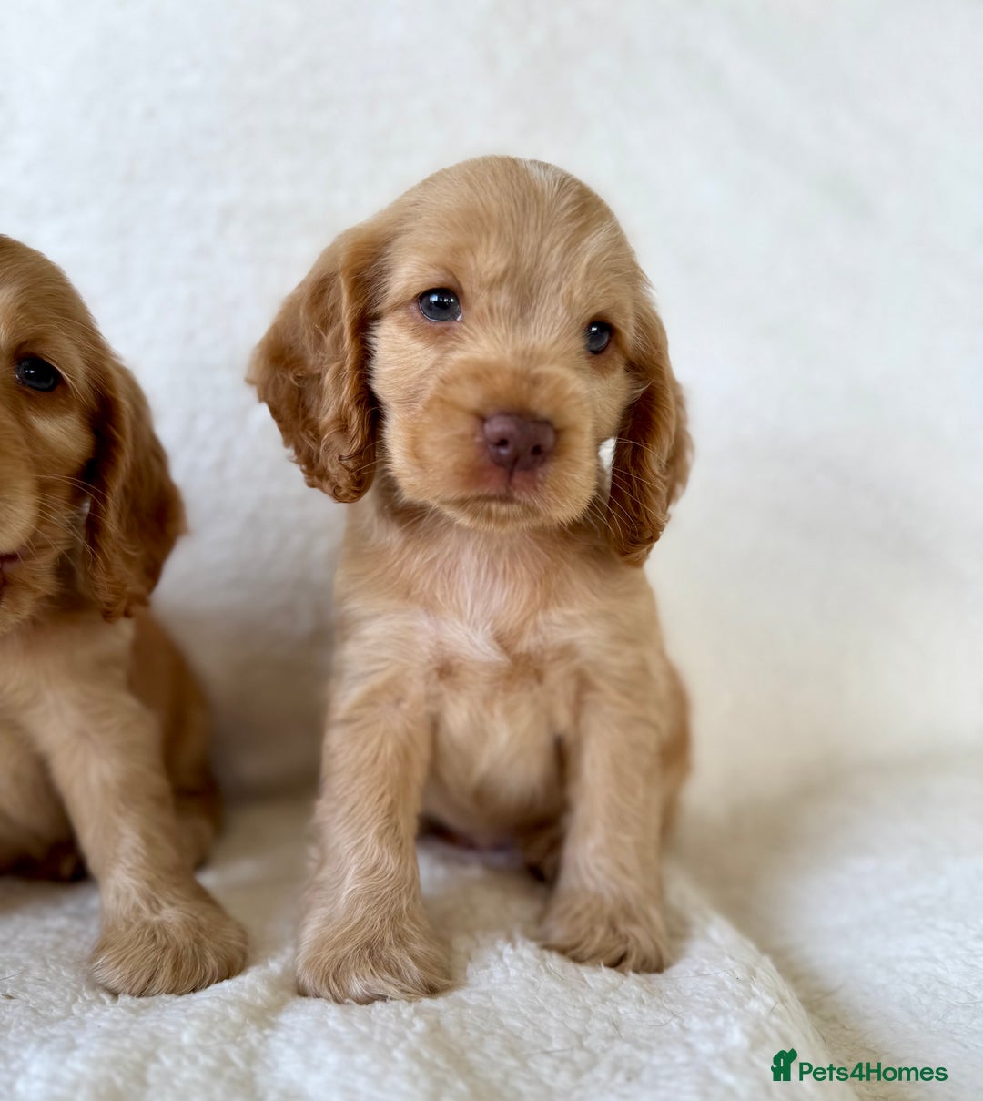 Cocker Spaniel dogs for sale: Show cockers kc registered simbawood lines - Image 1