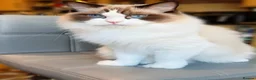 Ragdoll cats for sale: 💙 ACTIVE REGISTERED RAGDOL, DNA TESTED PARENTS 💙 - Advert 15