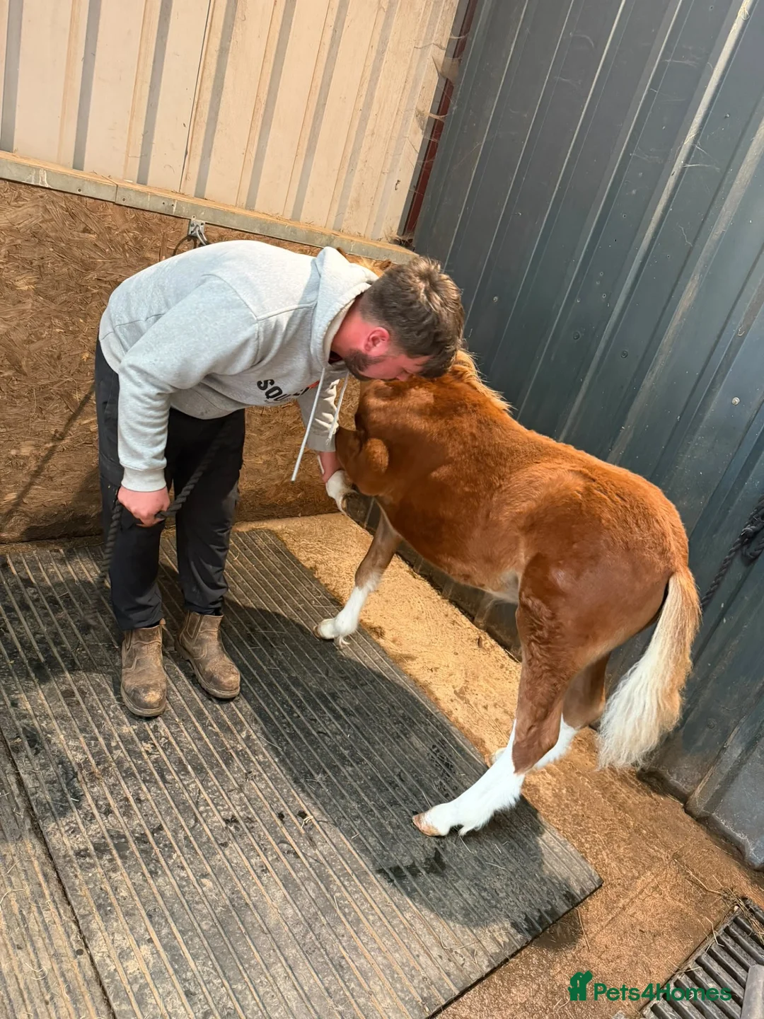 Welsh Section A horses for sale: Section A colt foal  - Advert 2