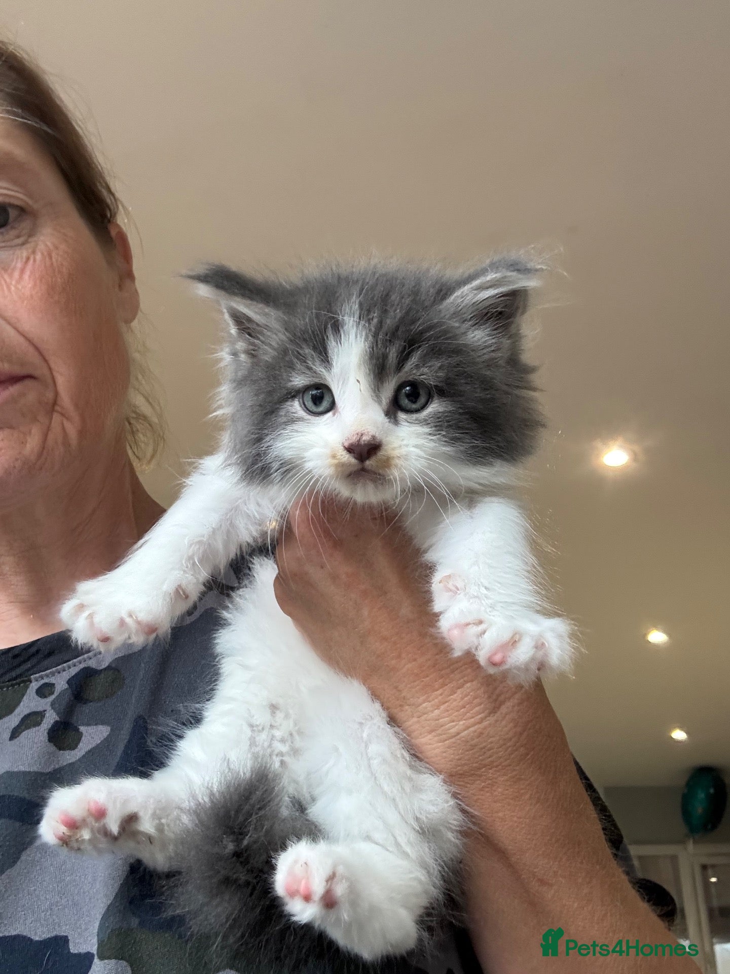 Mixed Breed cats Stunning maine coon cross kittens ready now - Advert 1