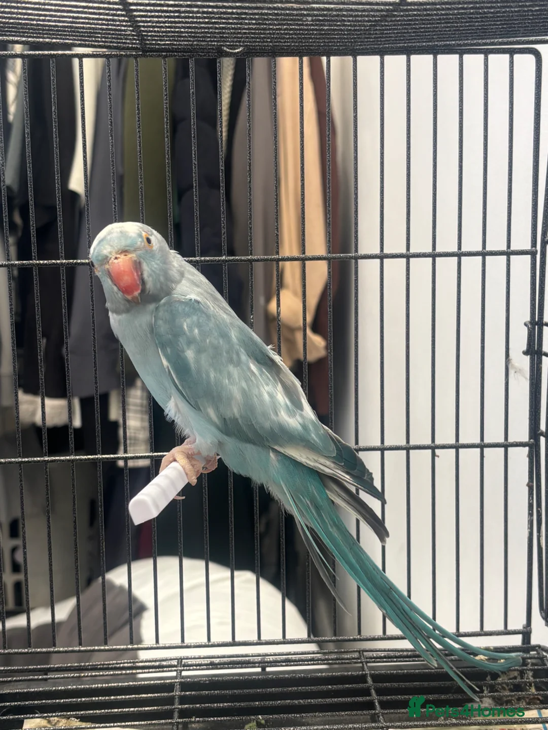 Ringnecks birds for sale: Ringneck female  in Nelson - Advert 3