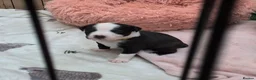 Mixed Breed dogs for sale: Borador bully puppies x3 girl viewings now  - Advert 33