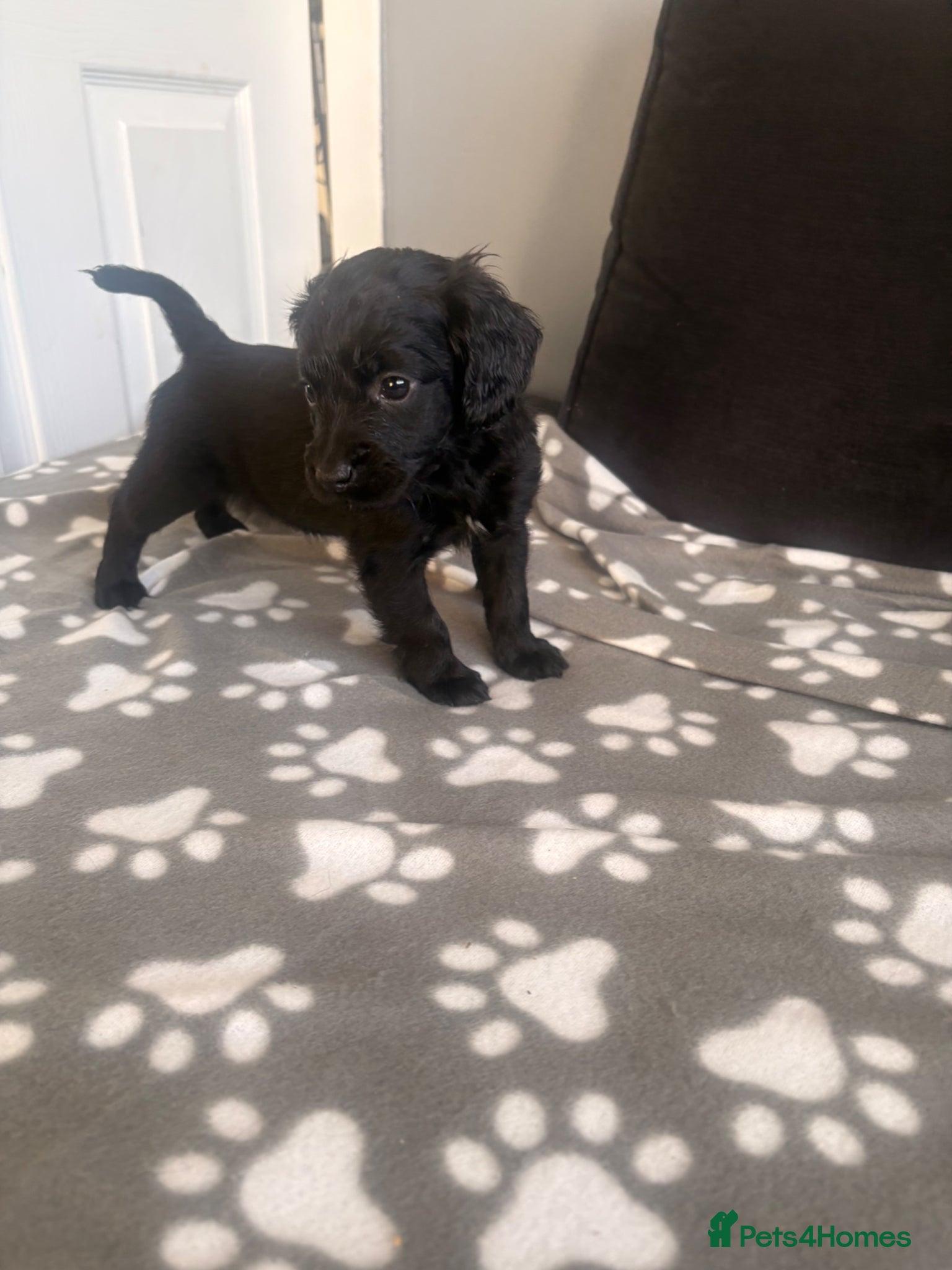Cockapoo dogs 💜 F1B Cockapoo Puppies 💜  - Advert 2