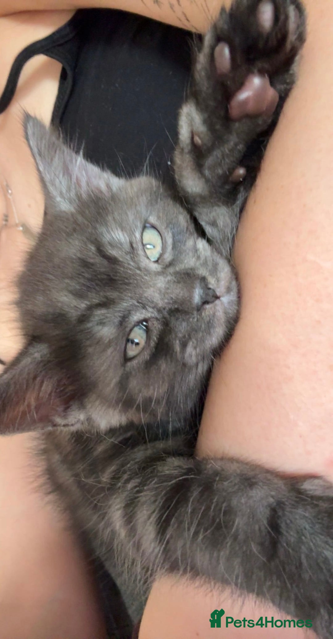 Mixed Breed cats for sale: 12 week old male mixed breed kitten for sale - Image 1