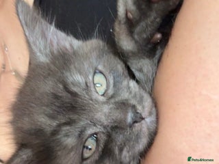 Mixed Breed cats - Advert 34